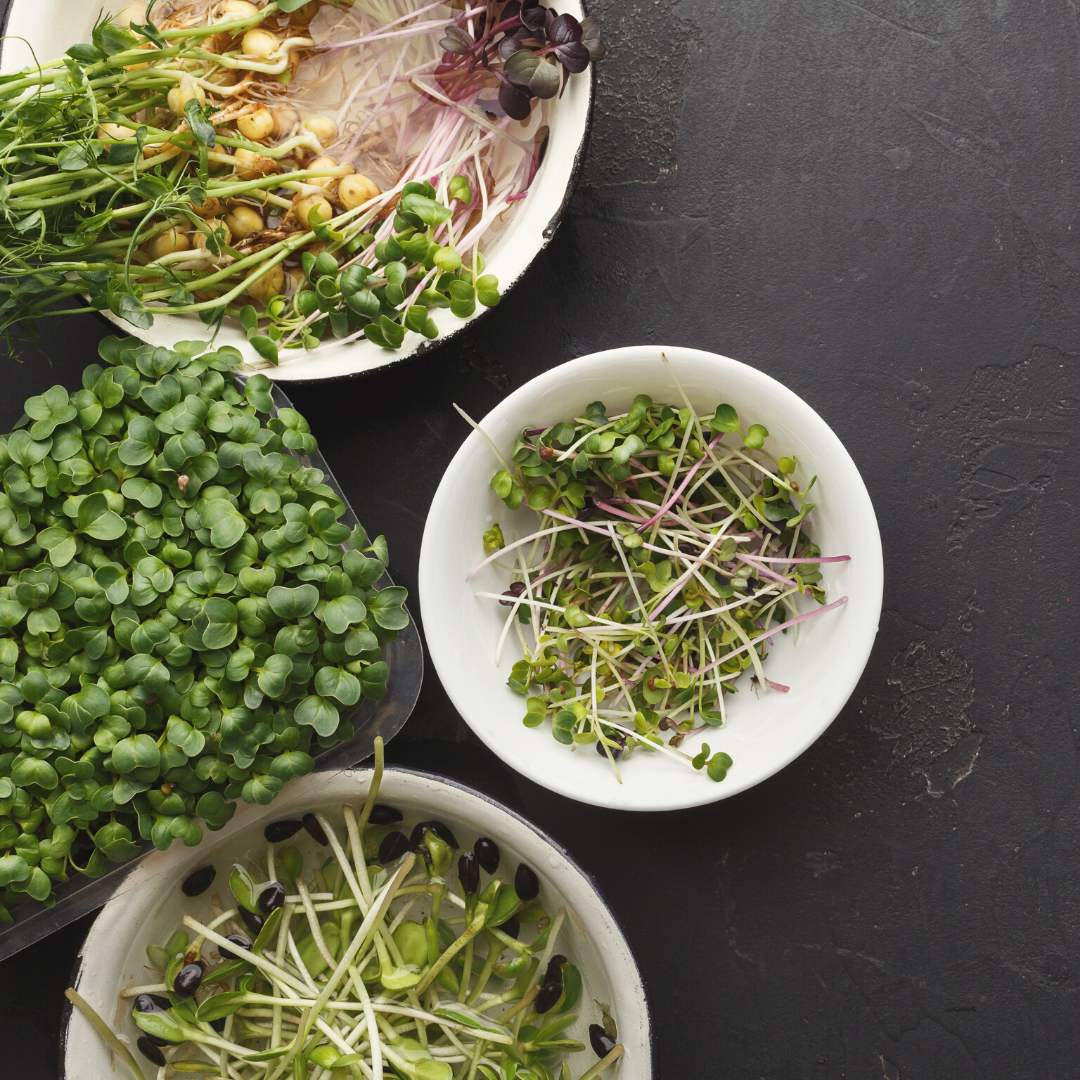 Broccoli Microgreens