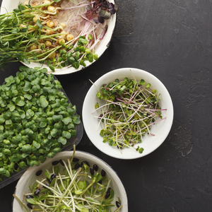 Broccoli Microgreens