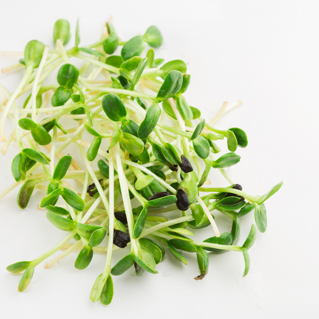 Sunflower Microgreens