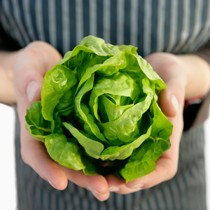 Lettuce Boston